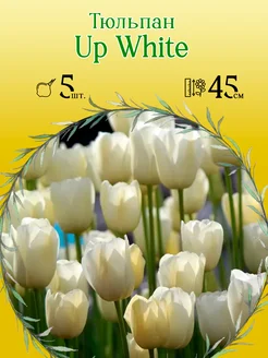 Тюльпан Up White 5шт уп р.11 12, каперс (луковицы)