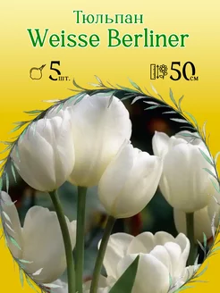 Тюльпан Weisse Berliner 5шт р.11 12 каперс (луковицы)