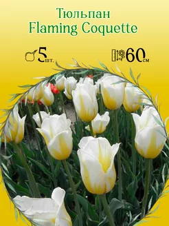 Тюльпан Flaming Coquette (5 штук), размер 11 12