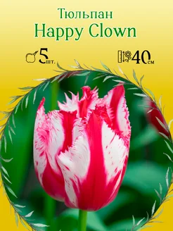 Тюльпан Happy Clown (5 штук), размер 11 12