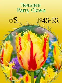 Тюльпан Party Clown (5 штук), размер 11 12