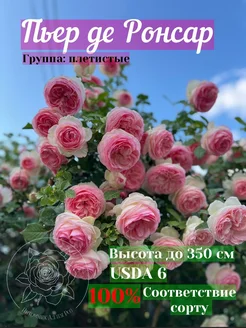 Пьер де Ронсар роза Питомник Аллея-роз 264275346 купить за 413 ₽ в интернет-магазине Wildberries