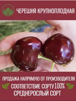 Саженцы Черешни Крупноплодная Краснодарский фермер 264291573 купить за 342 ₽ в интернет-магазине Wildberries