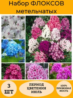 Флоксы метельчатые набор 3шт A.M. Flowers 264345483 купить за 310 ₽ в интернет-магазине Wildberries