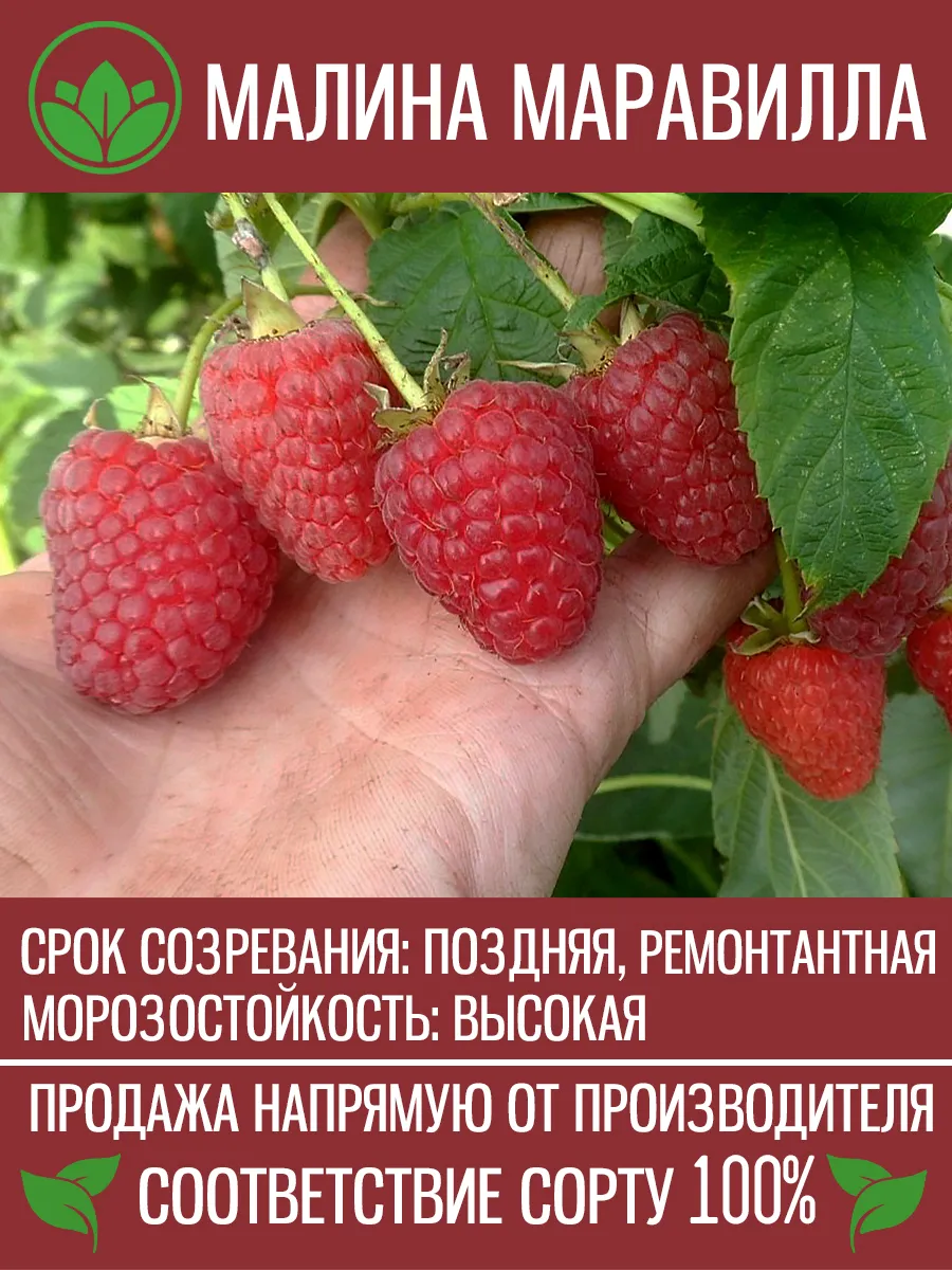Саженцы Малины Маравилла