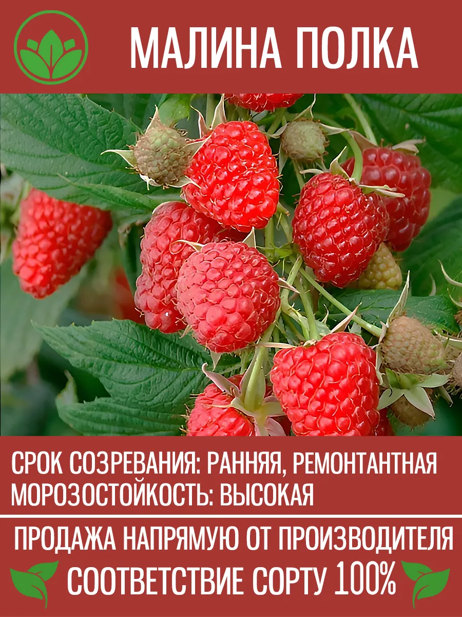 Саженцы Малины Полка