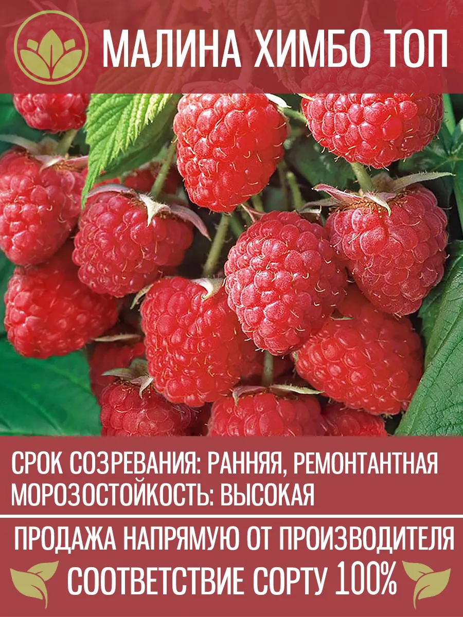 Саженцы Малины Химбо Топ