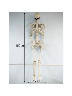 Модель скелета человека 150 см Zloster 264497554 купить за 6 502 ₽ в интернет-магазине Wildberries