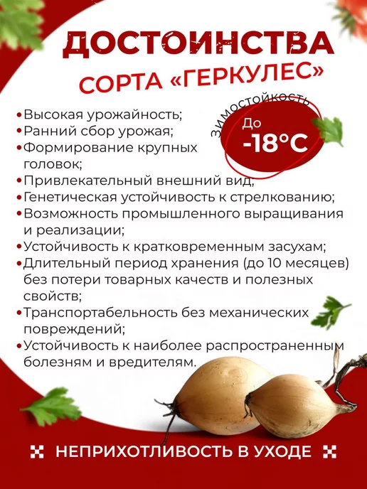 Лук севок озимый для посадки в зиму "Геркулес" 0.3 кг, 300 г, фото 2