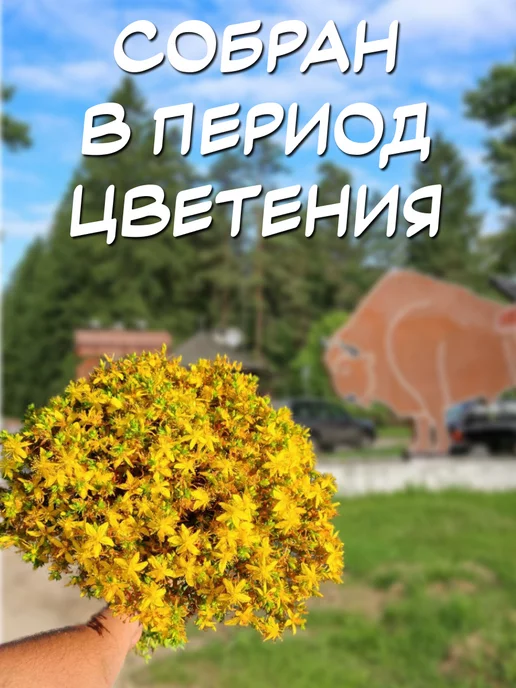 из Пущи Травяной веник. Зверобой 2 шт, 2 шт, фото 3
