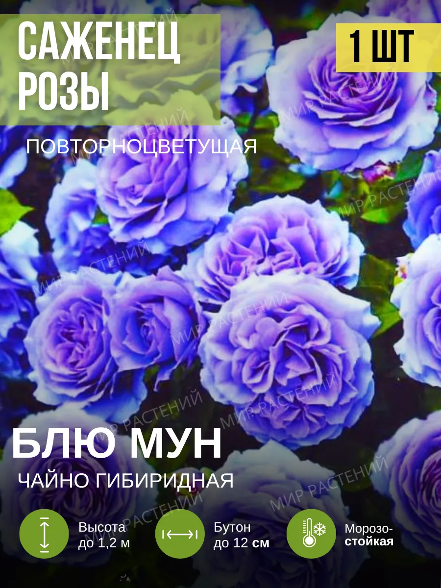 Саженец розы цветов