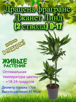 Драцена фрагранс Джанет Линд (2 ствола) D-17 Это наш сад 264832400 купить за 5 367 ₽ в интернет-магазине Wildberries