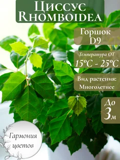 Циссус Ромболистный Гармония цветов 264907958 купить за 877 ₽ в интернет-магазине Wildberries