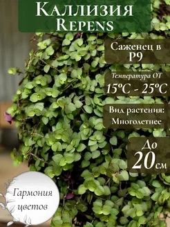 Каллизия Ползучая (Repens) Домашнее Растение Гармония цветов 264907965 купить за 660 ₽ в интернет-магазине Wildberries