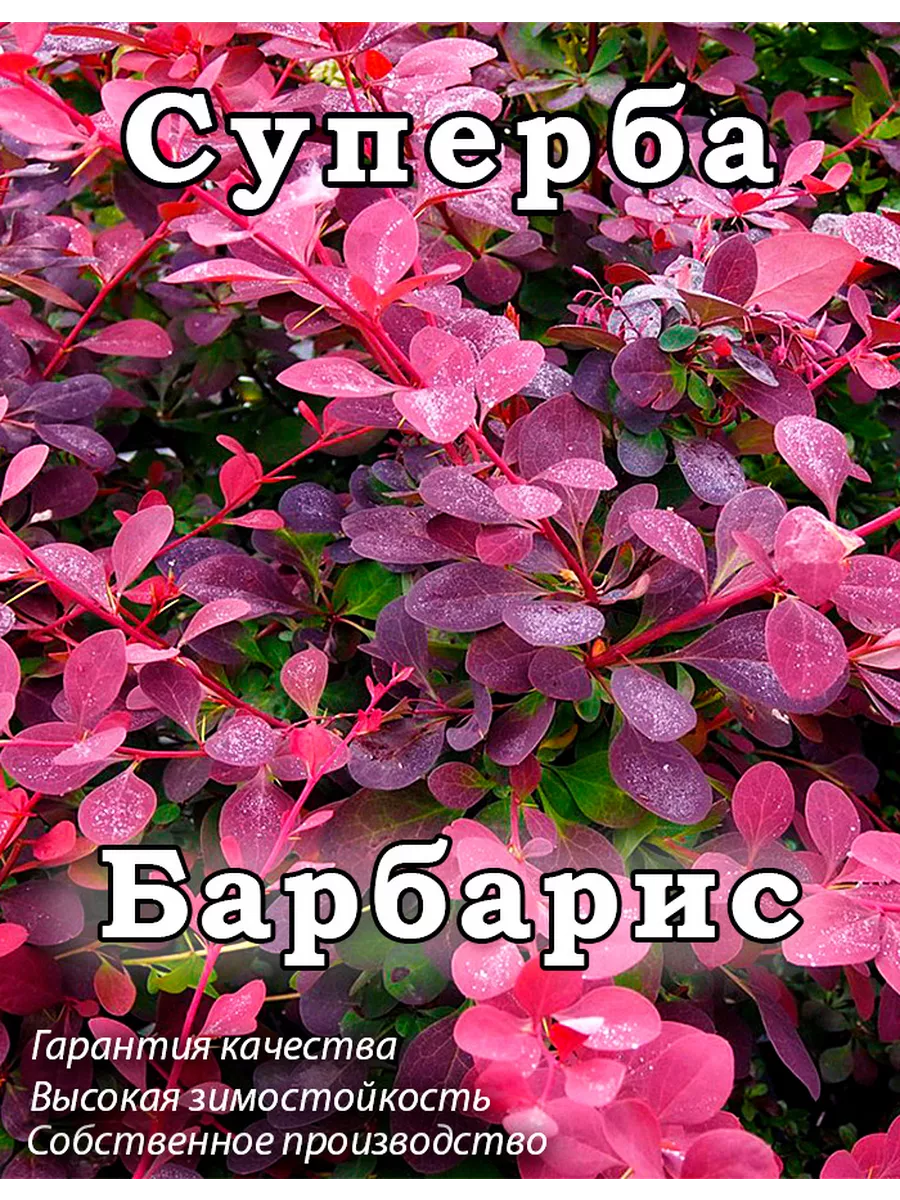 Барбарис Суперба (Superba)...