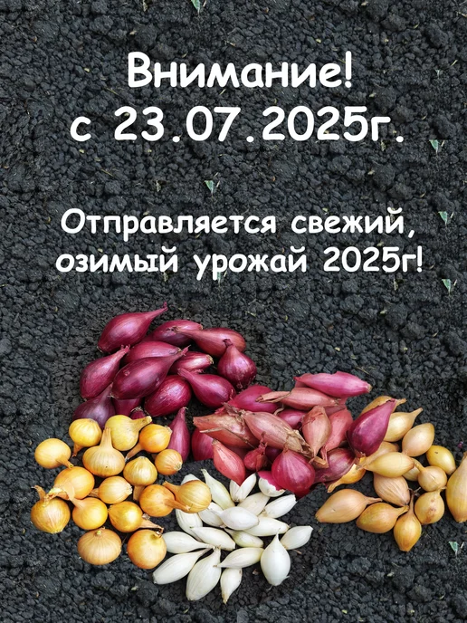 Семенология Набор 5в1 Лук севок для посадки на репку и зелень, зеленый, фото 2