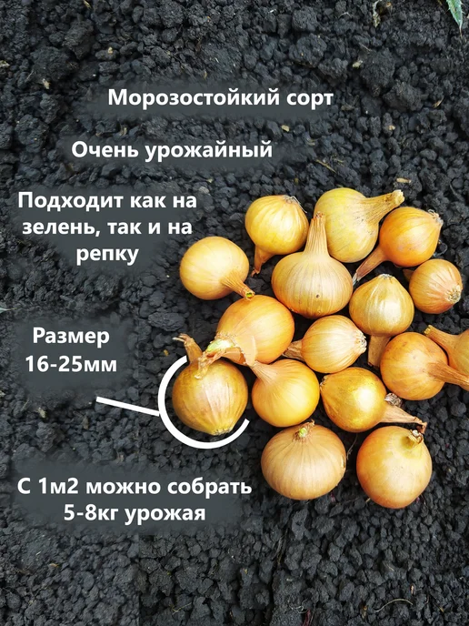 Семенология Набор 5в1 Лук севок для посадки на репку и зелень, зеленый, фото 3