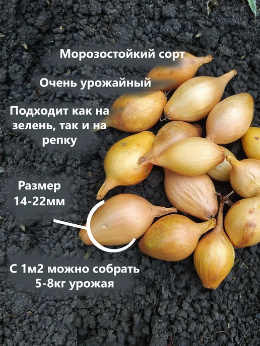 Семенология Набор 5в1 Лук севок для посадки на репку и зелень, зеленый, фото 4