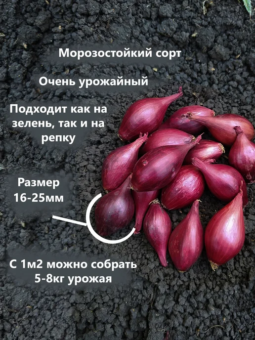 Семенология Набор 5в1 Лук севок для посадки на репку и зелень, зеленый, фото 5
