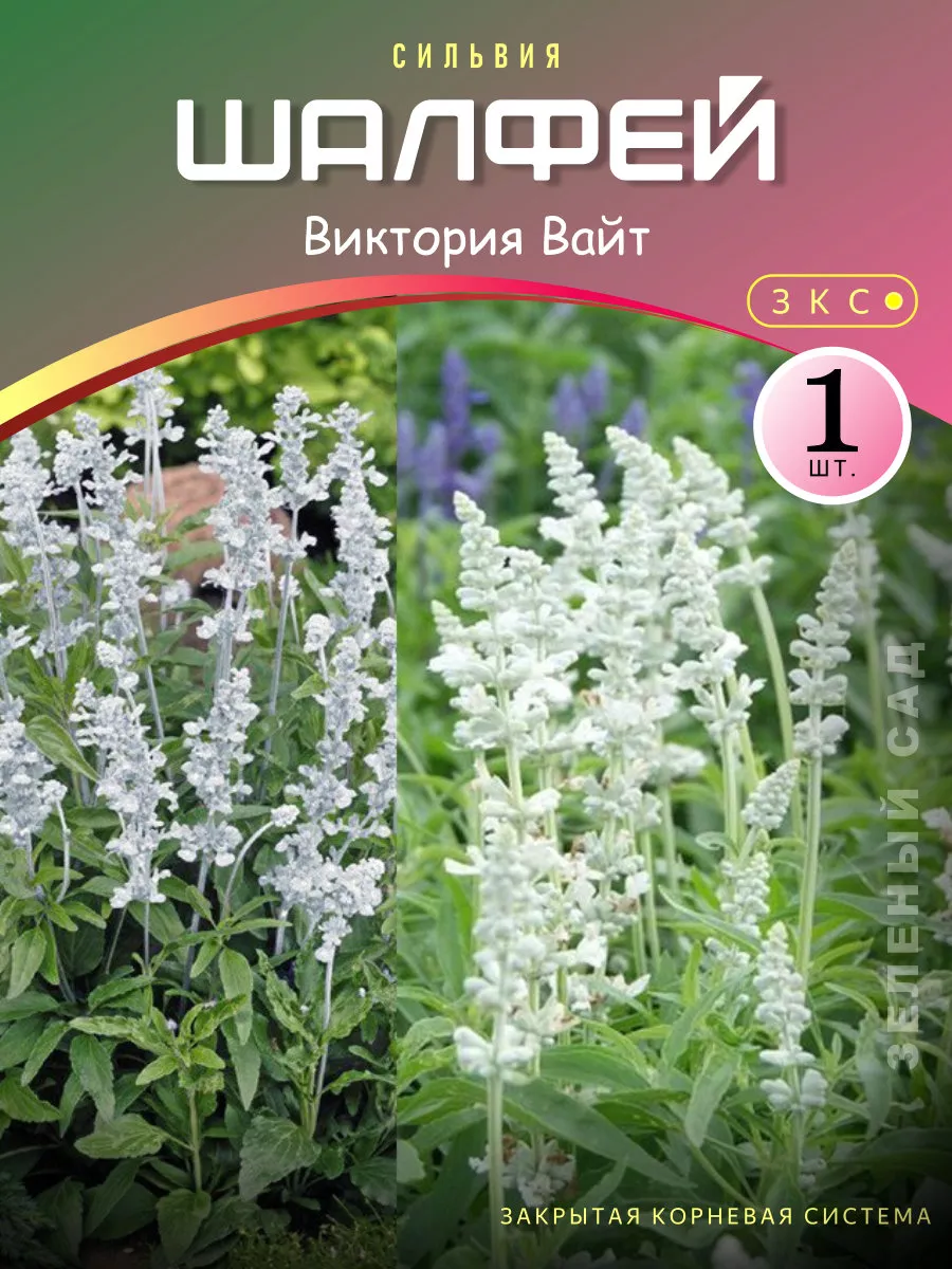 Шалфей Виктория Вайт...