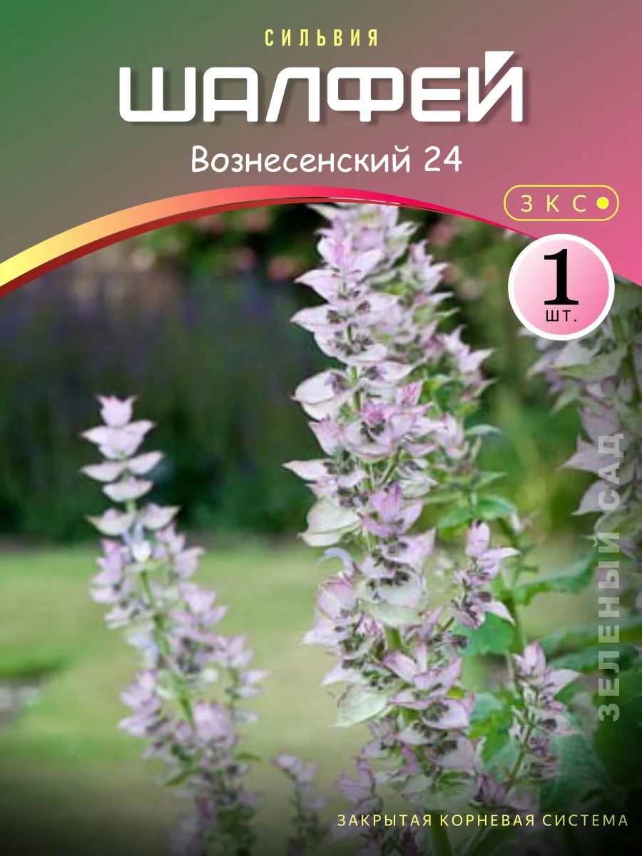 Шалфей Вознесенский 24...