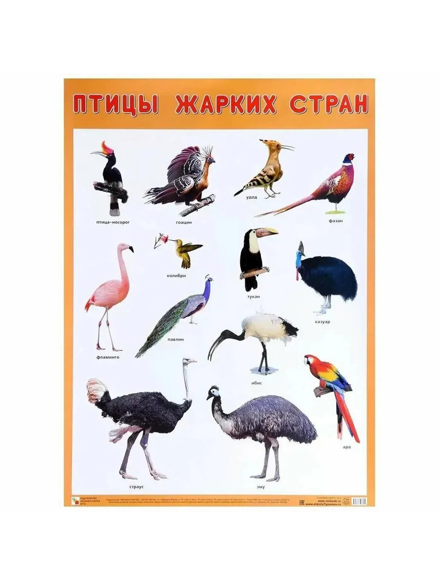 Развивающий плакат Птицы жарких стран 50 х 70 см