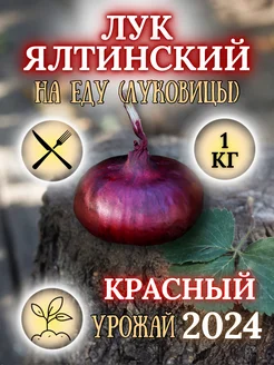 Лук красный сорт "Ялтинский" 1 кг. Для еды RostokK 265096847 купить за 369 ₽ в интернет-магазине Wildberries