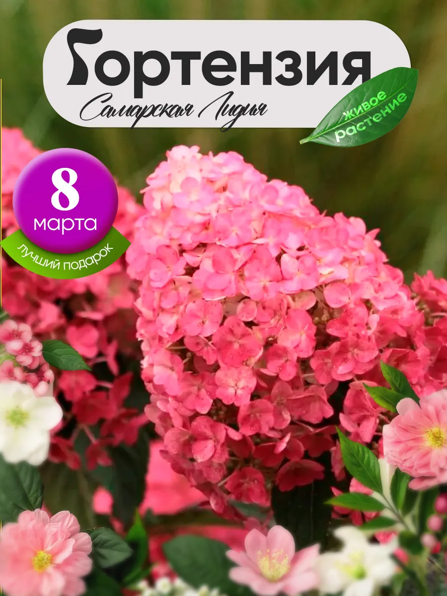 Гортензия метельчатая...