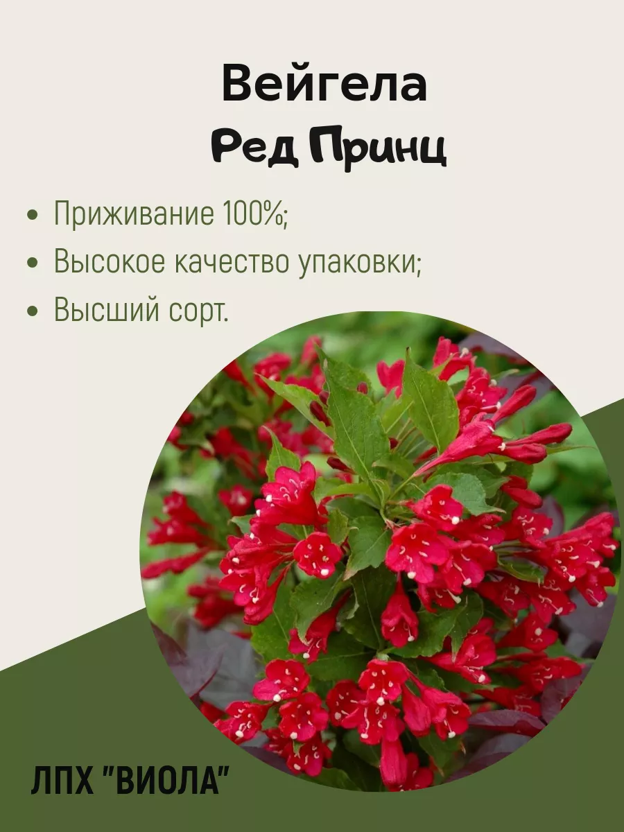 Вейгела "Ред Принц"