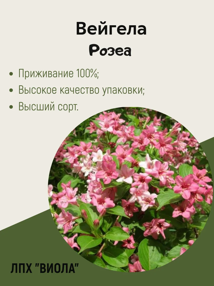 Вейгела "Розеа"