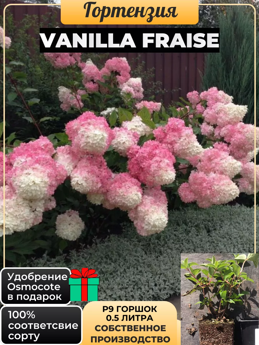 Гортензия метельчатая...