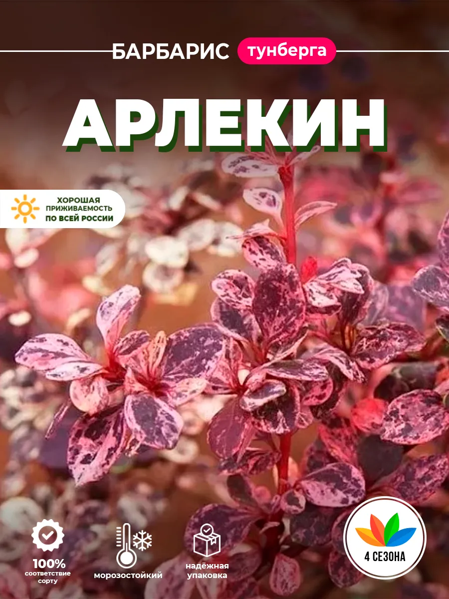 Cаженцы барбариса Тунберга