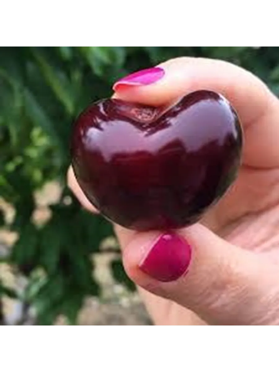 Черешня Свит Харт