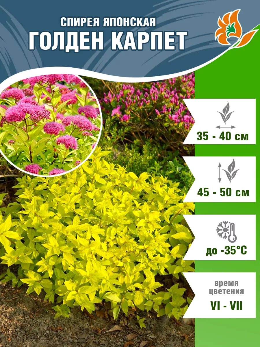Саженец Спирея Голден...
