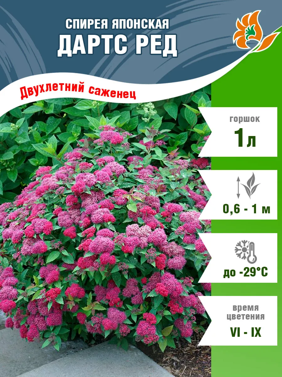 Саженец Спирея Дартс Ред...