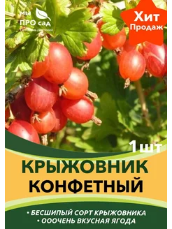 Саженец крыжовника "Конфетный" мы ПРО сад 265690051 купить за 1 065 ₽ в интернет-магазине Wildberries