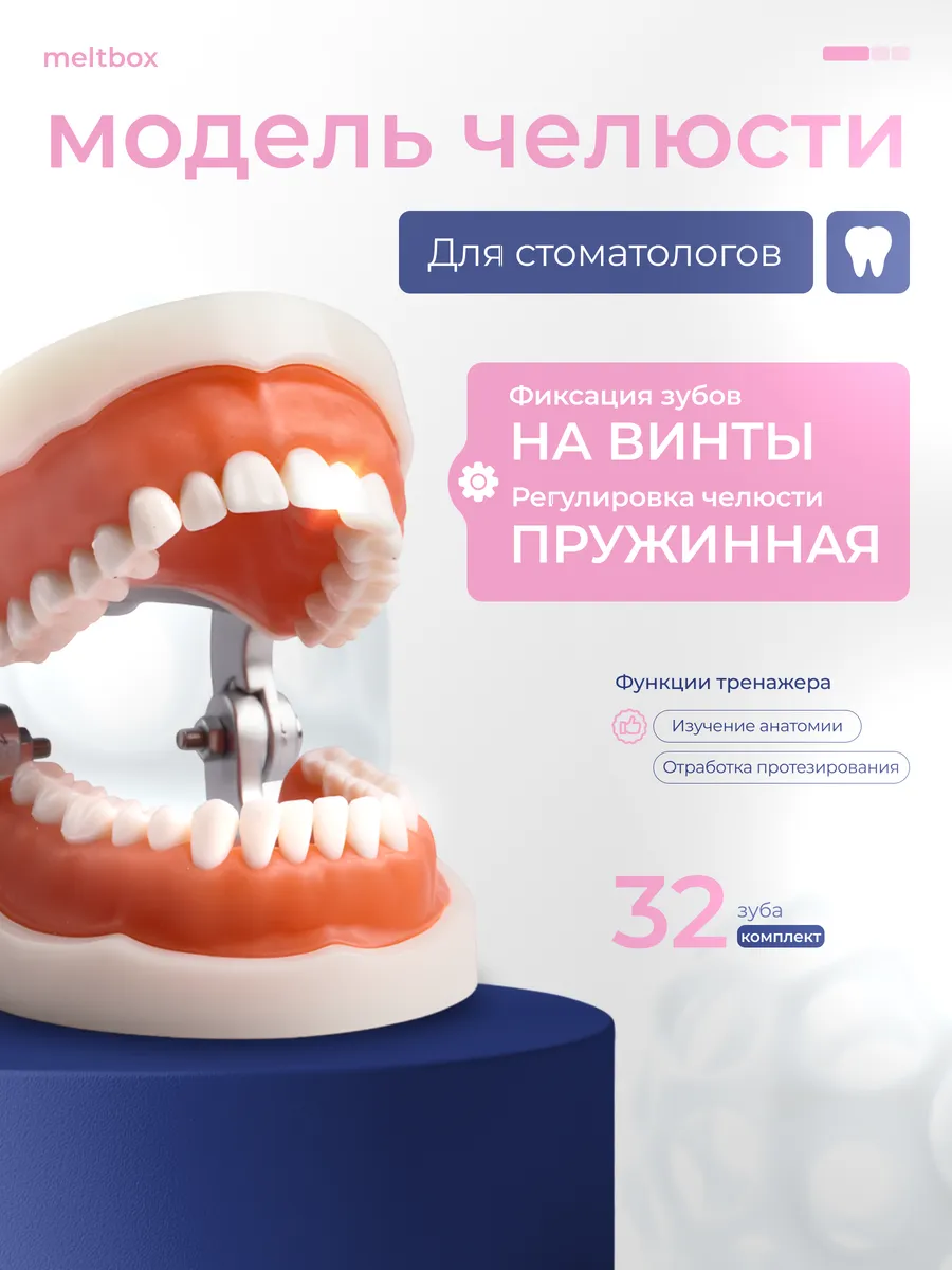 Челюсть стоматологическая 32 зуба, анатомическая модель