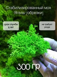 Стабилизированный мох для творчества и поделок 300гр Spirit of Nature 265806685 купить за 348 ₽ в интернет-магазине Wildberries