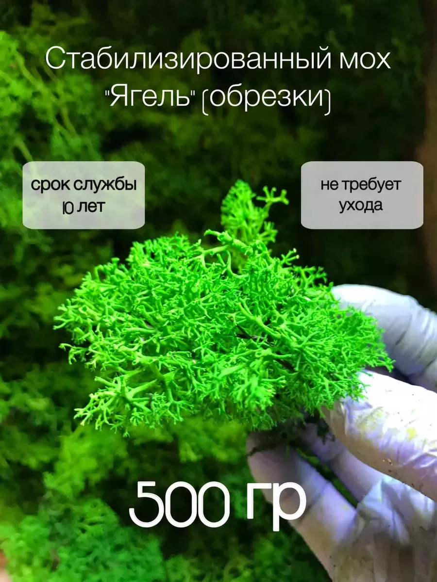 Стабилизированный мох для творчества и поделок 500гр