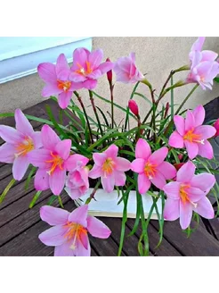 Зефирантес Карината, Zephyranthes Carinata, розовый, семена 265980160 купить за 363 ₽ в интернет-магазине Wildberries