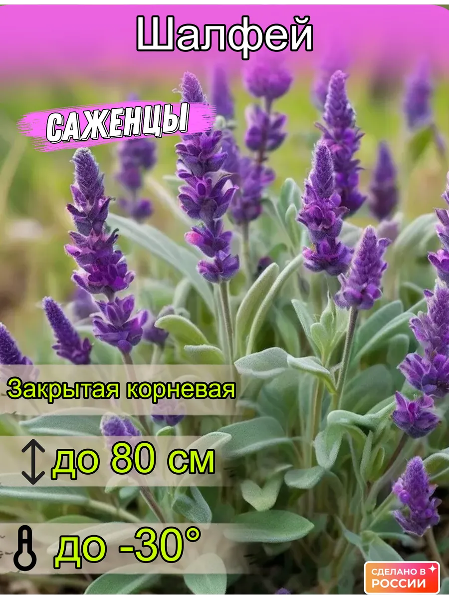 Шалфей Крымский Саженец