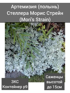 Артемизия (полынь) Стеллера Морис Стрейн (Mori