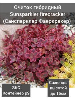 Очиток Sunsparkler firecracker (Санспарклер Фаеркракер) Фазенда Гарден 266047045 купить за 299 ₽ в интернет-магазине Wildberries