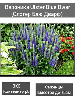 Вероника Ulster Blue Dwarf (Олстер Блю Дварф) Фазенда Гарден 266052218 купить за 299 ₽ в интернет-магазине Wildberries