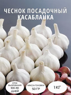 Чеснок посадочный Касабланка озимый 1 кг Цветочная Лавка 266093120 купить за 382 ₽ в интернет-магазине Wildberries