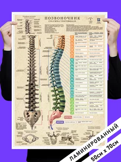 Анатомия позвоночник человека