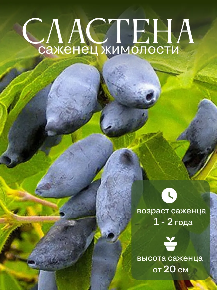 Саженец Жимолость Сластена