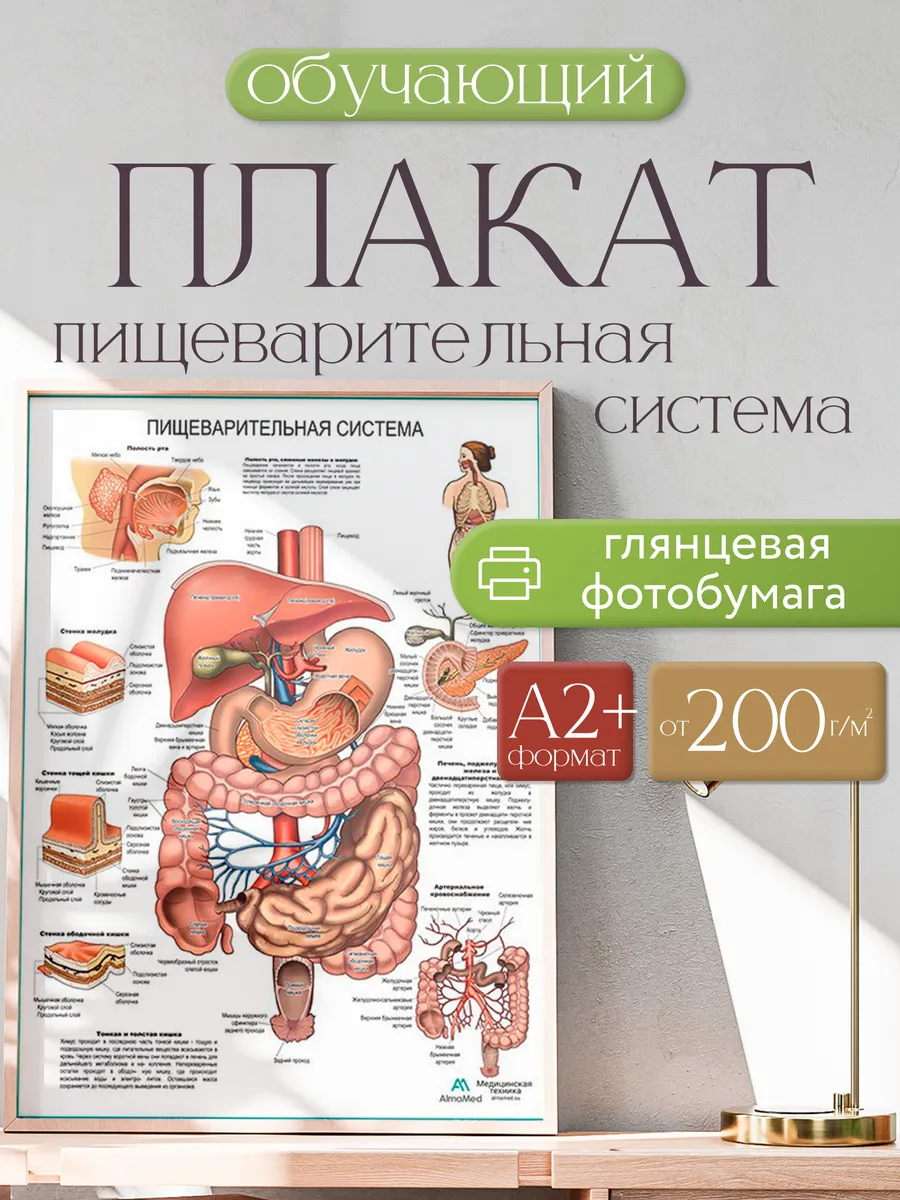 Пищеварительная система структуры пищеварительной системы. Анатомический атлас пищеварительной системы человека. строение пищ системы человека. строение органов пищеварительной системы. анатомия пищеварительной системы человека атлас.