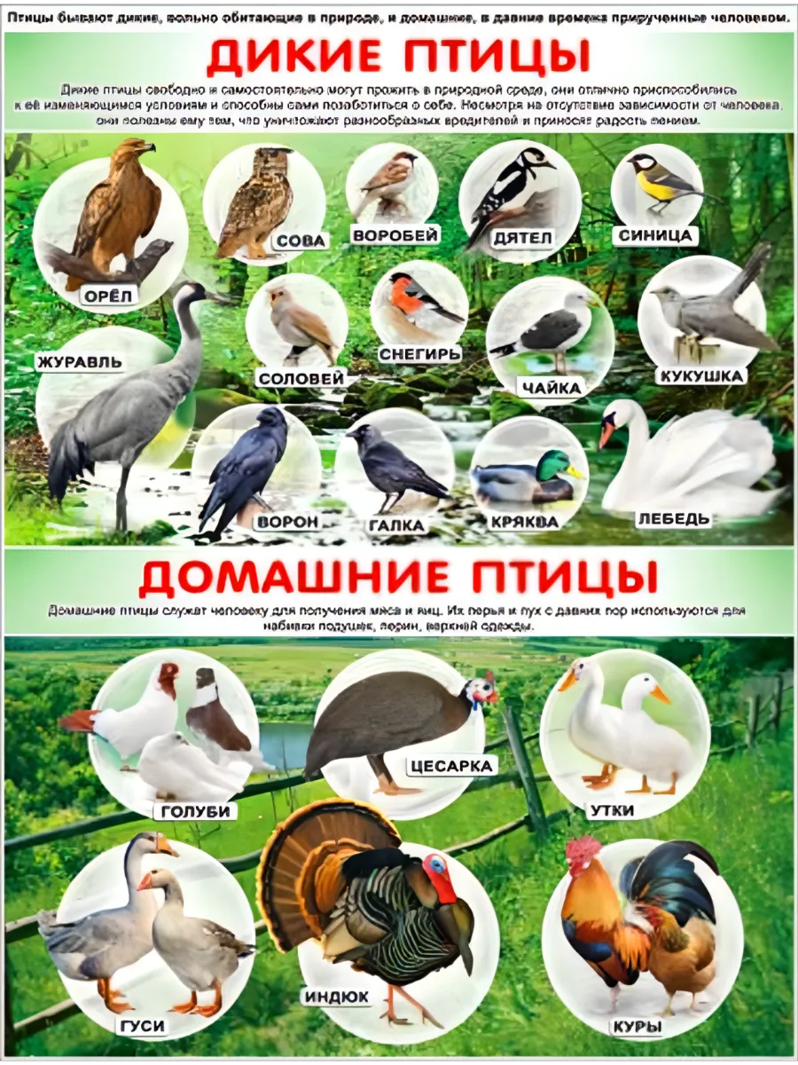 Плакат "Дикие и домашние птицы"
