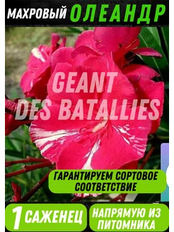 Олеандр махровый GEANT DES BATAILLES GARDENYA 266486792 купить за 1 060 ₽ в интернет-магазине Wildberries